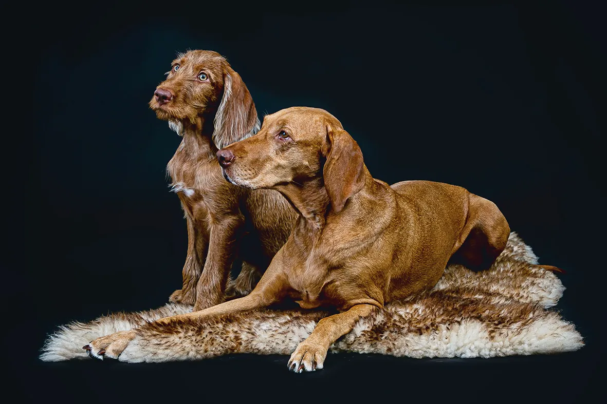 Zwei Hunde liegend vor schwarzem Untergrund