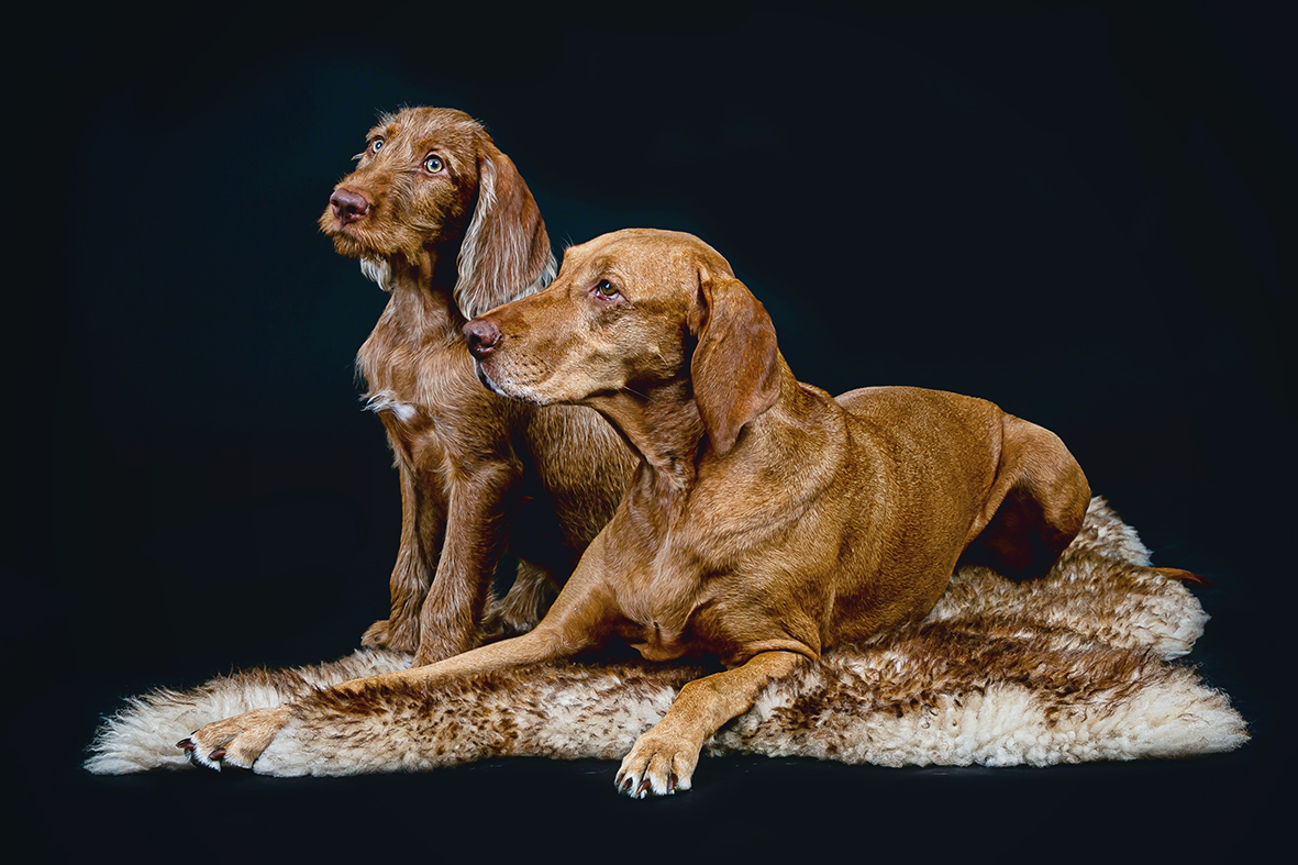 Zwei Hunde liegend vor schwarzem Untergrund