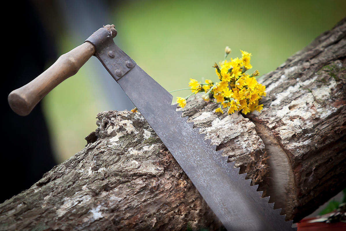Stamm für Brautpaar zum Sägen